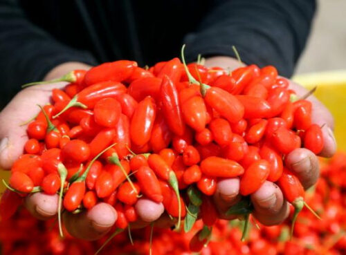 Диетолог опровергла миф о пользе ягод годжи и спирулины