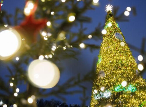 Малышева предупредила о неожиданной опасности популярного новогоднего украшения