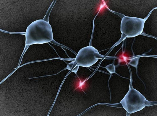 Тормоза для больного мозга: ученые научились создавать нейроны, сдерживающие шизофрению Тормоза для больного мозга: ученые научились создавать нейроны, сдерживающие шизофрению