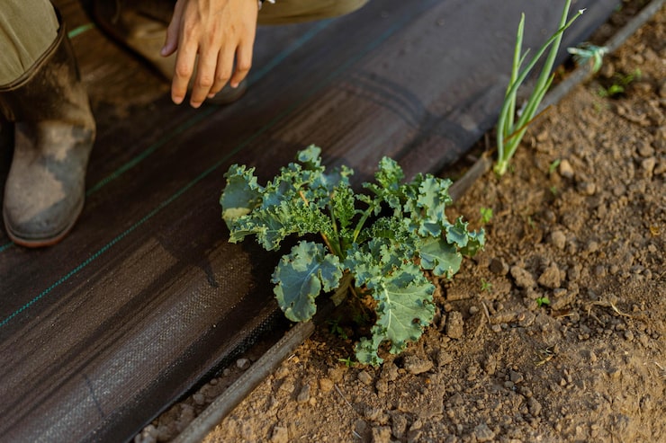 Как выбрать шифера для грядок: факторы и сорта