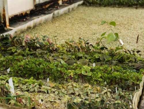 Как сделать грядки из плоского шифера на даче своими руками