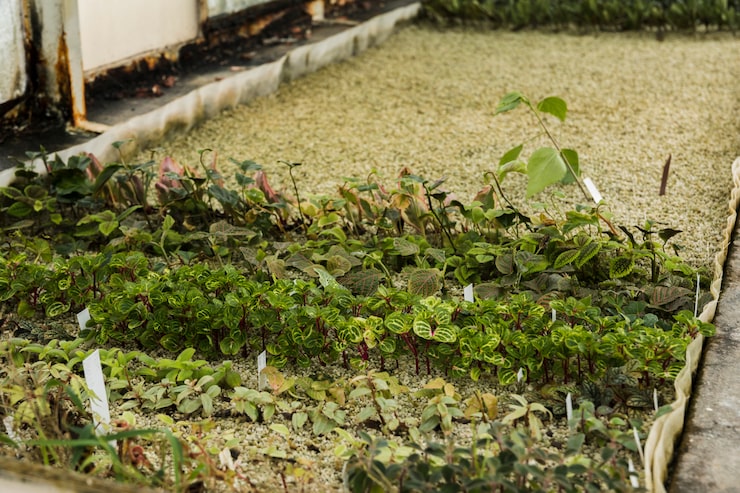 Как сделать грядки из плоского шифера на даче своими руками