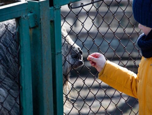 Монтаж забора из сетки рабицы на столбы из профтрубы