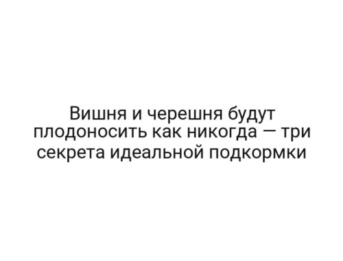 Вишня и черешня будут плодоносить как никогда — три секрета идеальной подкормки
